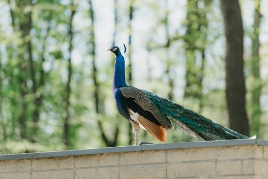 The Indian peafowl walks on the roof in the park in the morning. the common peacock in the forest.