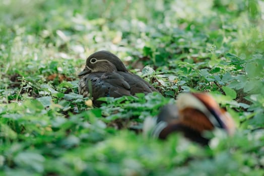 The female Mandarin duck is lying near her male on the grass in the park.