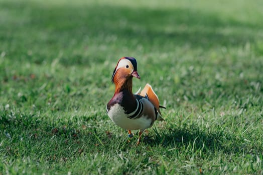 The front of a male mandarin duck who walks to his female in the meadow in the morning.