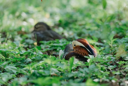 The male Mandarin duck is lying near his female on the grass in the park.