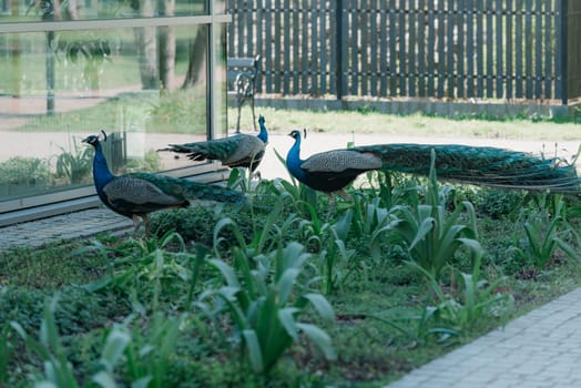 Three Indian peafowls in the garden in the morning. The common peacocks in the forest.