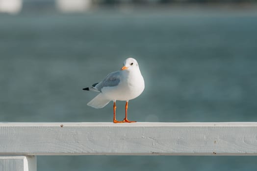 The black-headed adult gull in winter plumage on a pier fence on the Baltic Sea.