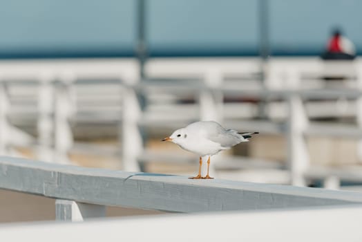 The photo of a black-headed adult gull which strolls on a pier fence in winter plumage on the autumn Baltic Sea.