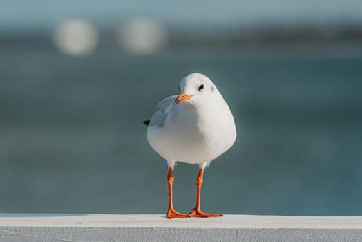 The front portrait of a black-headed adult gull in winter plumage on a pier fence on the autumn Baltic Sea.