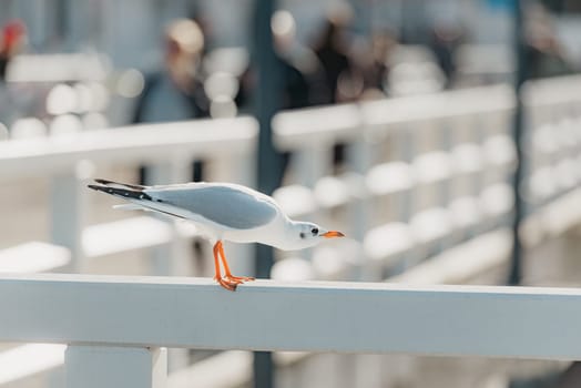 The black-headed adult gull in winter plumage strolls on a popular pier fence on the autumn Baltic Sea.