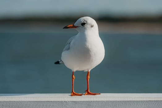 The front portrait of a black-headed adult gull in winter plumage on a pier fence on the autumn Baltic Sea.