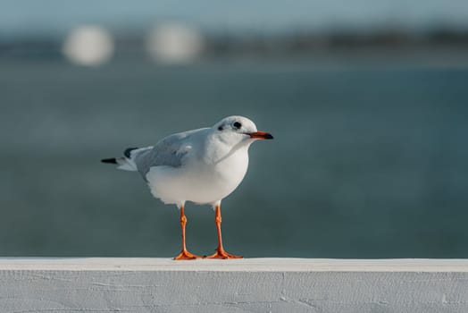 The black-headed adult gull in winter plumage looks for something on a pier fence on the autumn Baltic Sea.