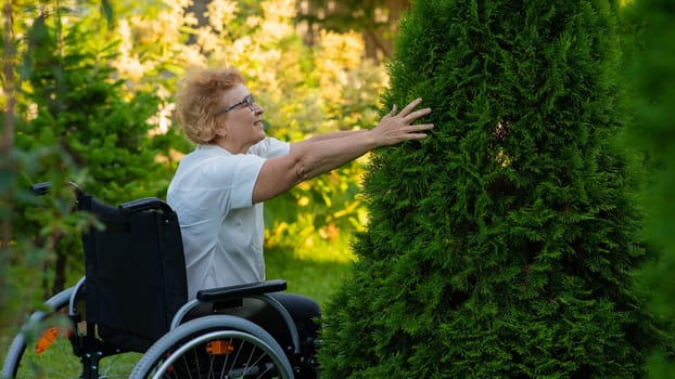 Happy elderly woman in a wheelchair rejoices in a walk outdoors