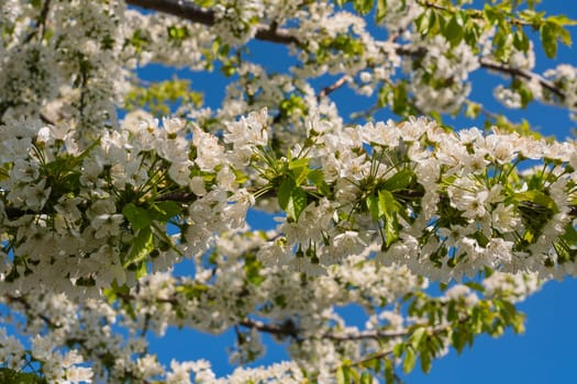 Small green leaves and white flowers of sweet cherry blossoms. Selective focus