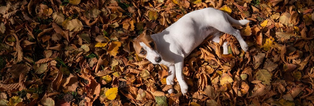Dog jack russell terrier lies in the fallen leaves on a walk in the autumn park. View from above