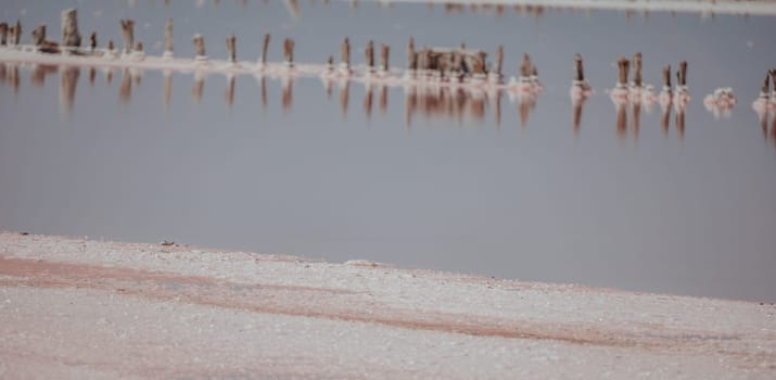 Salt mining. Salty pink lake with crystals of salt. Extremely salty pink lake, colored by microalgae with crystalline salt depositions