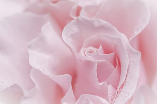 Pale pink white rose flower. Macro flowers background for holiday brand design