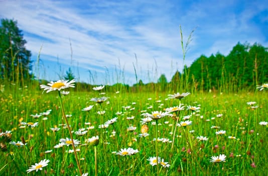 beautiful summer rural landscape with a blossoming meadow and the blue sky