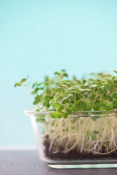 Healthy food concept, boxes with microgreens, super food. Felt board with the words Growing Microgreens.