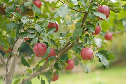 Apple tree in old orchard. Autumn day. Garden. In the frame ripe red apples on a tree. apples ready for harvest in the apple plantation