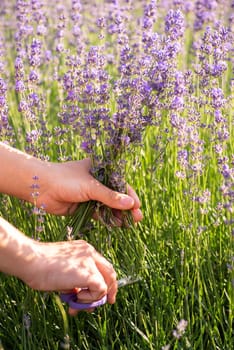 Harvesting lavender season in the countryside, fragrant beautiful plant