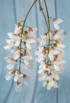 Blossoming acacia with leafs isolated on blue background, Acacia flowers, Robinia pseudoacacia, White acacia, High quality photo