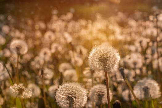 Fluffy dandelions glow in the rays of sunlight at sunset in the field.