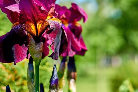 a plant with sword-shaped leaves and showy flowers, typically purple, yellow, or white. Native to both Eurasia and North America, it is widely cultivated as an ornamental.