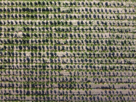 aerial view over agricultural fruits gardens. a look at the plantation. ideally even rows of young and well-groomed trees. geometry of modern farmers. organic farm. Green garden plantation.