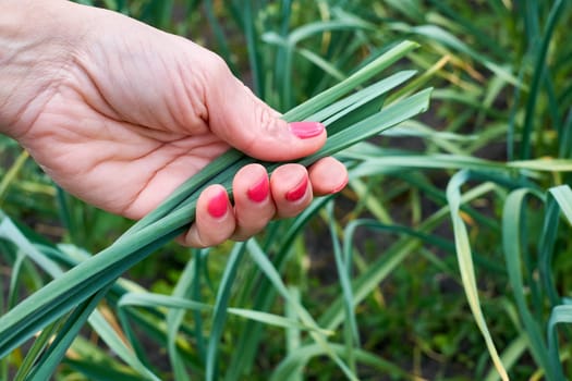 an edible bulb with a pungent taste and smell, composed of several concentric layers, used in cooking