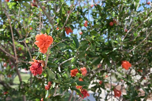 Red pomegranate flowers on pomegranate tree in the garden.