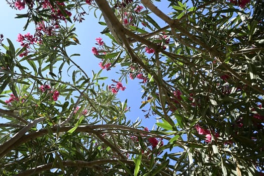 Pink Nerium oleander shrub with blue sea in background. Oleander is poisonous plant.