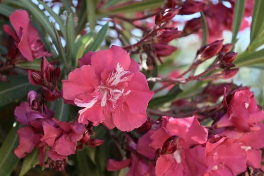 Pink Nerium oleander shrub with blue sea in background. Oleander is poisonous plant.