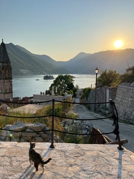 Cat stands on the observation deck near the Church of St. Nicholas. Perast, Montenegro. High quality photo