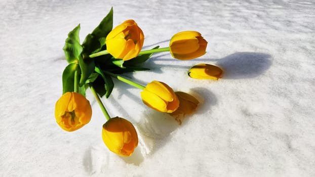 Bouquet of beautiful yellow tulips on snow on cold sunny day. Concept of opposite. Winter and flowers. International Women's Day March 8, Mother's Day, Valentine's Day. Card, background, copy space