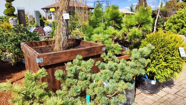 Kirov, Russia - April 23, 2023: Garden centre, plant nursery. Shopping center for the sale of plants, trees, flowers for garden. Early spring or summer day