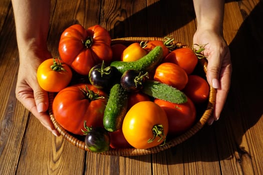 Women's hands hold a basket with fresh vegetables. There are ripe tomatoes and cucumbers in the basket.