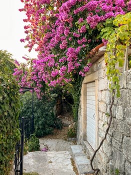 Pink blooming bougainvillea hangs over an old stone house in the garden. High quality photo
