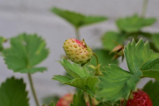 Unripe white and red strawberry on the stem in the bush as a close up