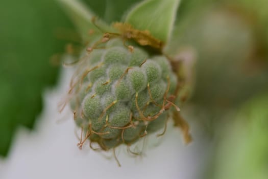 Unripe green raspberry as a close-up