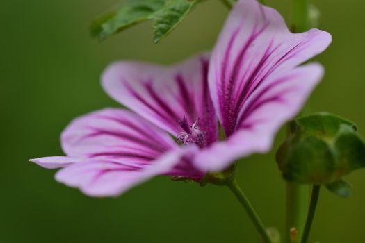 close up of a purple striped mallow flower