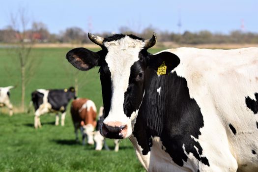 Happy black and white cow on the meadow as a close up