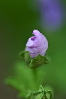 close up of a n unfolding purple striped mallow flower