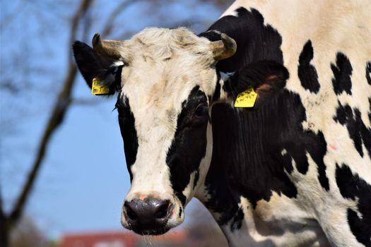 Black and white spotted cow as a close up