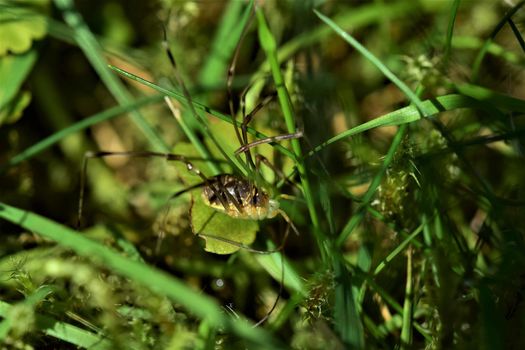 One brown spider with long legs in the lawn