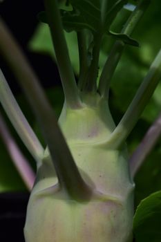 Pear-shaped kohlrabi as a close-up