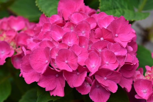 One pink hydrangea blossom as a closeup