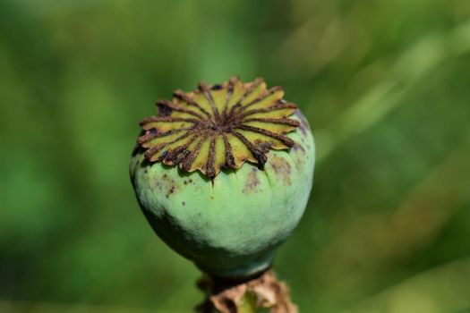 A green poppy seed capsule against a blurry green background as a close up