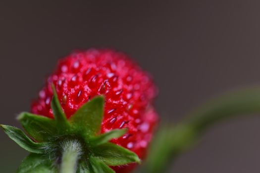Ripe red strawberry on the stem in the bush as a close up
