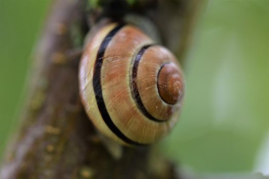 Close-up of a housing snail on a brown tree branch against agreen blurred background