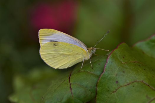 Pieris rapae on a beetroot leaf against a blurred background