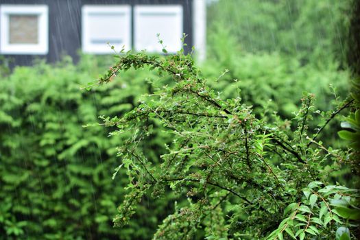 A bush in front of a hedge and part of a house during bad weather with heavy rain