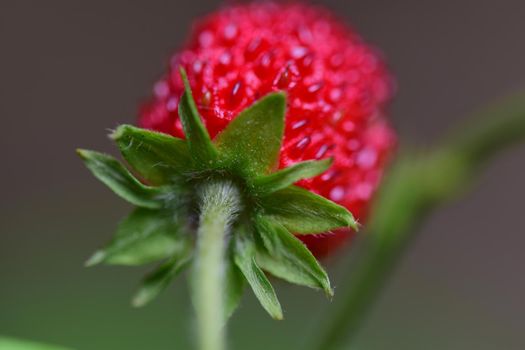 Ripe red strawberry on the stem in the bush as a close up