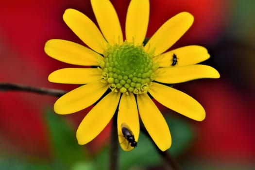 Fly on a yellow flower against a red background as a close up