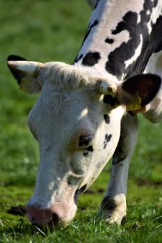 Black and white spotted cow on the meadow as a close up